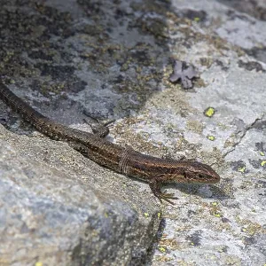 Viviparous lizard (Lacerta vivipara) or