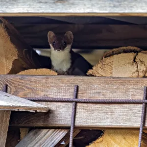 A Weasel in a Rustic Setting Print A Weasel in a Rustic Setting Print