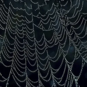 Wheel Web Spider Print - ImageBROKER Wheel Web Spider Print - ImageBROKER