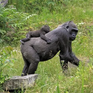 Western Gorilla Mother Carrying Infant Print Western Gorilla Mother Carrying Infant Print