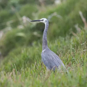 White-faced Heron (Egretta novaehollandiae)