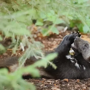 Wolverine or Bear Marten (Gulo gulo) Print, Captive Wolverine or Bear Marten (Gulo gulo) Print, Captive