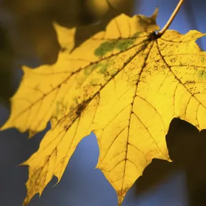 A Yellow Maple Leaf Print A Yellow Maple Leaf Print