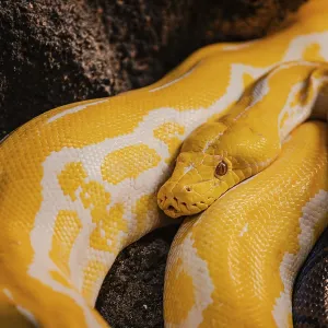 Yellow Python in Croco Park, Agadir - Print Yellow Python in Croco Park, Agadir - Print