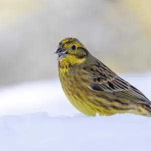 Yellowhammer (Emberiza citrinella)
