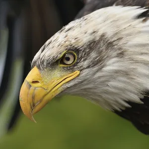 Young Bald Eagle Print Young Bald Eagle Print