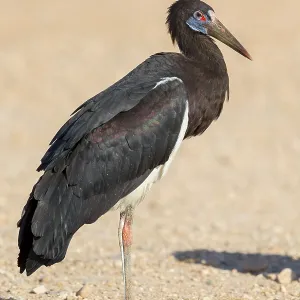 Abdim's Stork Print, Standing Adult in Oman Abdim's Stork Print, Standing Adult in Oman