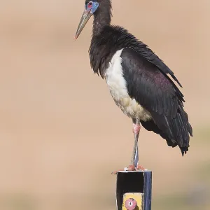 Abdim's Stork Print, Standing on Machinery in Oman Abdim's Stork Print, Standing on Machinery in Oman