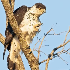 African Hawk-Eagle Print: Perched on a Branch in Angola African Hawk-Eagle Print: Perched on a Branch in Angola