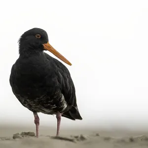 AGAMI Variable Oystercatcher Print AGAMI Variable Oystercatcher Print