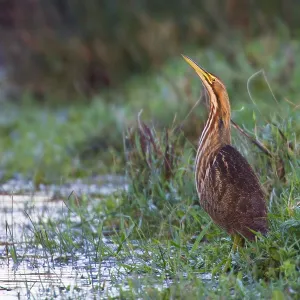 Amerikaanse Roerdomp Print, American Bittern Botaurus lentiginosus