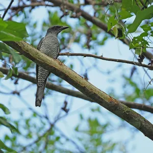 Andaman cuckooshrike, Coracina dobsoni