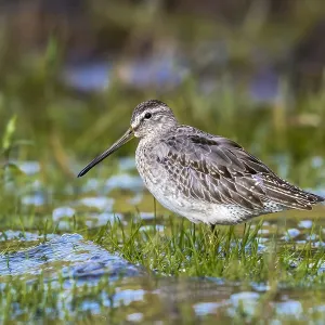 Atlantic Short-billed Dowitcher Print, 1st winter, Caldera lake Atlantic Short-billed Dowitcher Print, 1st winter, Caldera lake
