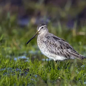 Atlantic Short-billed Dowitcher Print, 1st winter Atlantic Short-billed Dowitcher Print, 1st winter