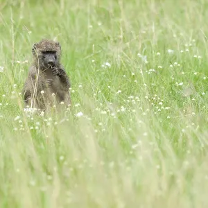 Baboon Eating Grass Print