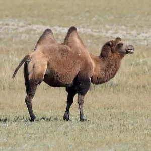 Bactrian Camel Print - Mongolia Bactrian Camel Print - Mongolia