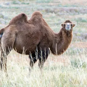 Bactrian Camel Autumn Print in Mongolia Bactrian Camel Autumn Print in Mongolia
