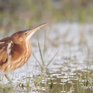 Least Bittern Print: Swamp Perched Adult