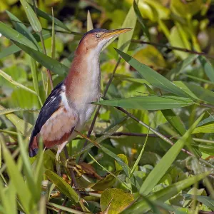 Least Bittern Print, Ixobrychus exilis in Puerto Rico Least Bittern Print, Ixobrychus exilis in Puerto Rico