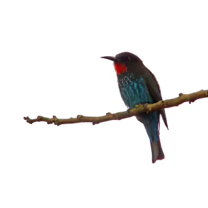 Schwarzkopf-Schmätzer, Merops gularis Schwarzkopf-Schmätzer, Merops gularis