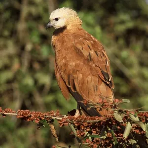 Black-collared Hawk Print: Perched Moerasbuizerd Image Black-collared Hawk Print: Perched Moerasbuizerd Image