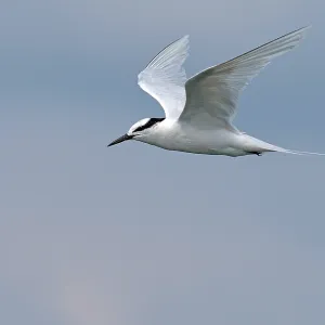 Black-naped Tern, Sterna sumatrana
