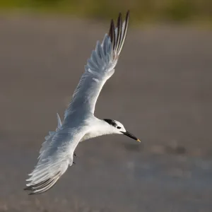 Cabot's Tern Print - Adult Sterna acuflavidus on Texas Beach Cabot's Tern Print - Adult Sterna acuflavidus on Texas Beach
