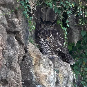 Cape Eagle Owl