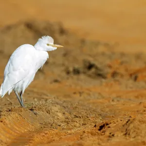 Western Cattle Egret Print Western Cattle Egret Print