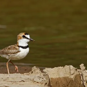 Collared Plover Print: Foraging Bird near Water Collared Plover Print: Foraging Bird near Water
