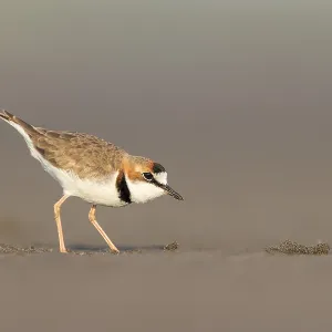 Collared Plover Print: Amazon River Island Beach Scene Collared Plover Print: Amazon River Island Beach Scene