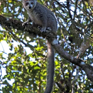 Print of Crowned lemur in Madagascar's dry deciduous forest canopy Print of Crowned lemur in Madagascar's dry deciduous forest canopy