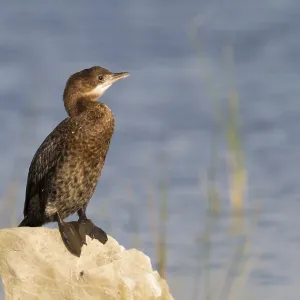 Print of a 1st cy Pygmy Cormorant Print of a 1st cy Pygmy Cormorant
