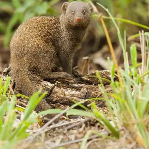 Print of a Common Dwarf Mongoose Print of a Common Dwarf Mongoose