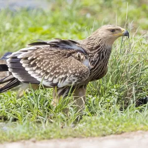Eastern Imperial Eagle Print, Juvenile Standing Eastern Imperial Eagle Print, Juvenile Standing