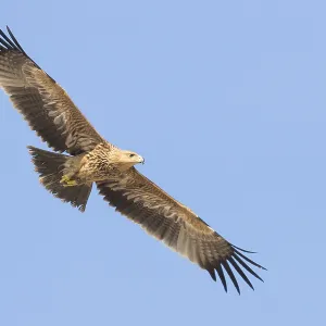 Eastern Imperial Eagle Print - Juvenile in Flight Eastern Imperial Eagle Print - Juvenile in Flight