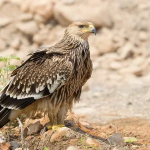 Eastern Imperial Eagle Print - Juvenile Standing on Ground Eastern Imperial Eagle Print - Juvenile Standing on Ground