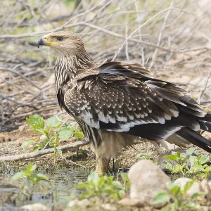 Eastern Imperial Eagle Print - Juvenile Standing Eastern Imperial Eagle Print - Juvenile Standing