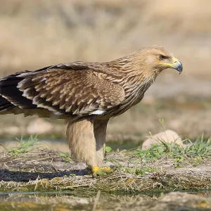 Eastern Imperial Eagle Print, Juvenile near a Pool in Oman Eastern Imperial Eagle Print, Juvenile near a Pool in Oman