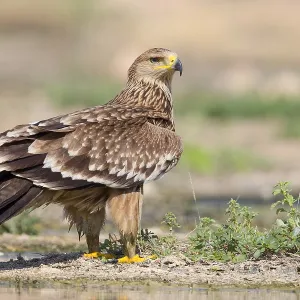 Eastern Imperial Eagle Print, Juvenile Standing near a Pool Eastern Imperial Eagle Print, Juvenile Standing near a Pool