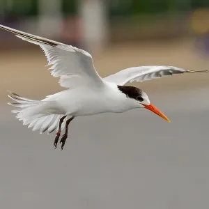 Elegant Tern Print from Agami Elegant Tern Print from Agami