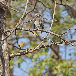 Forest Owlet, Athene blewitti