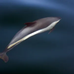 Striped Dolphin Print - Underwater Photo