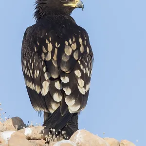 Greater Spotted Eagle Print, Juvenile Greater Spotted Eagle Print, Juvenile
