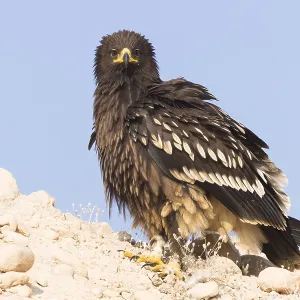 Greater Spotted Eagle Print, juvenile on the ground Greater Spotted Eagle Print, juvenile on the ground