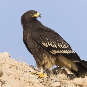 Greater Spotted Eagle Print: Juvenile Standing on Ground Greater Spotted Eagle Print: Juvenile Standing on Ground