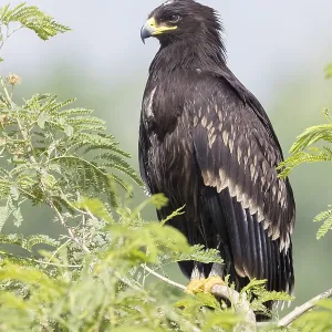 Greater Spotted Eagle Print, Juvenile Perched on Tree Greater Spotted Eagle Print, Juvenile Perched on Tree