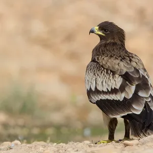 Greater Spotted Eagle Print, Juvenile Bird Standing on Ground in Oman Greater Spotted Eagle Print, Juvenile Bird Standing on Ground in Oman