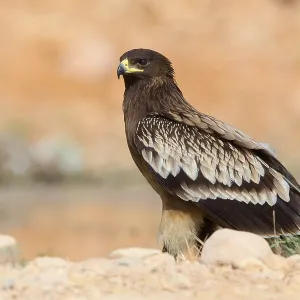 Greater Spotted Eagle Print - Juvenile Bird Standing on Ground in Oman Greater Spotted Eagle Print - Juvenile Bird Standing on Ground in Oman