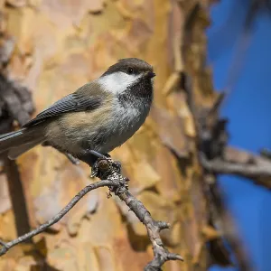 Grey-headed Chickadee Print: Kuusamo, Finland Grey-headed Chickadee Print: Kuusamo, Finland